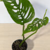 Monstera Adansonii Blanchetii