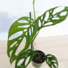 Monstera Adansonii Fairchild Double Window (Actual Plant)