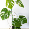 Monstera Del. Borsigiana Albo Unvariegated Sport (Actual Plant)