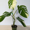 XL Monstera Del. Borsigiana Albo Variegata (actual plant)