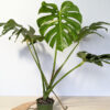 XL Monstera Deliciosa Albo Variegata Large Form (actual plant)