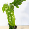 Philodendron Ecuadorian Canoe Leaf (Actual Plant)