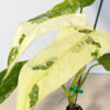 Philodendron IM Becky (Actual Plant)
