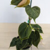Lg Philodendron Lupinum Corrugated Leaf (Actual Plant)