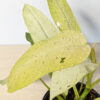 XL Philodendron Mottled Whipple Way (Actual Plant)