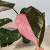 Lg A+ Philodendron Pink Princess (Actual Plant)