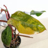 Lg A+ Philodendron Strawberry Shake (Actual Plant)