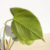 Lg Philodendron Verrucosum Equator