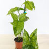 Lg Rare Mottled Arrowhead Plant (syngonium p.)