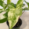 Lg White Knight Albo Variegata (syngonium podophyllum actual plant))