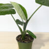 Lg Blue Giant Elephant Ear Plant (xanthosoma atroverins actual plant)