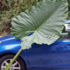Lg. Persian Palm Elephant Ear Plant (alocasia calidora)