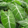 Lg. Frydek Velvet Jungle Elephant Ear Plant (alocasia)