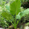 Lg. Giant Tropic Elephant Ear Plant (alocasia macrorrhiza)