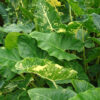 Lg. New Guinea Gold Elephant Ear Plant (alocasia sp)