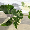 Alocasia Odora Okinawa Silver Elephant Ear (actual plant)