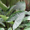 Lg. Zebrina Reticulata Elephant Ear Plant (alocasia)