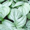 Lg Amydrium Medium Silver Plant (Excellent Specimens)
