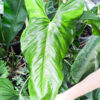 Lg Anthurium Big Splash, Spectible X Watermaliense