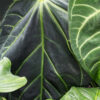 Anthurium Magnifican Norte (actual plant after mom pic)