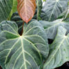Lg. Anthurium Magnificum Verde