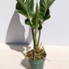 Lg. Anthurium Raptor Nest