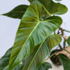 Philodendron Bernardopazi