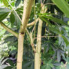 XL Yellow Trunk Kapok Tree (ceiba pentandra)