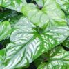 Lg Cercestis Mirabilis Plant