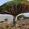 Canary Island Dragon Tree (dracaena draco)
