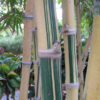 RARE! Golden Guadua Bamboo (guadua aureocaulis)