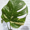 XL Monstera Deliciosa Albo Variegata Large Form (actual plant)