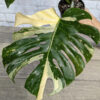 XL Monstera Deliciosa Albo Variegata Large Form (actual plant)