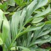 Monstera Pinnatipartita "The Beast"