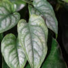 Monstera Siltepecana Silver Plant