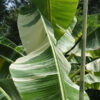 XL 6' Musa AEAE Royal Hawaiian Banana Tree (musa aeae)