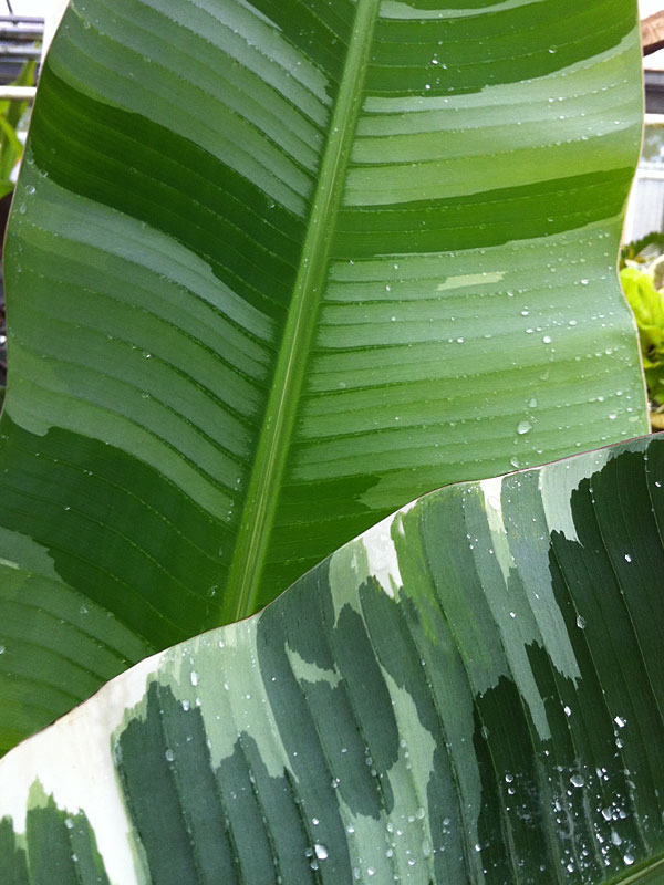 XL 6′ Musa AEAE Royal Hawaiian Banana Tree (musa aeae) – Kens Rare ...
