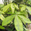 XL Variegated French Peanut Tree (pachira aquatica)