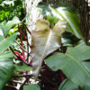 Philodendron Anderson Red Plant