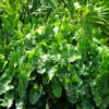 Philodendron Burle Marx Plant