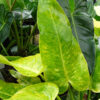 Lg Philodendron Calkins Gold Plant