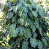 Philodendron Cordatum