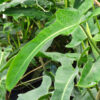Philodendron Ecuadorian Canoe Leaf Plant