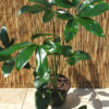 XL Philodendron Goeldii Hawaiian Finger Leaf Plant