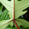 Philodendron Florida Beauty Red Stem Plant