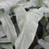 Philodendron Hastatum Silvery Blue Plant