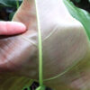 Philodendron Tuxtlanum Red Queen Plant