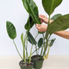 XL Philodendron Hawaiian Paddle Leaf Orthophyllum