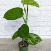 Lg Syngonium Chiapense Arrowhead Plant (actual plant)