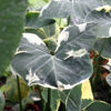 Lg. Mighty Mouse Elephant Ear Plant (xanthosoma albo marginata)